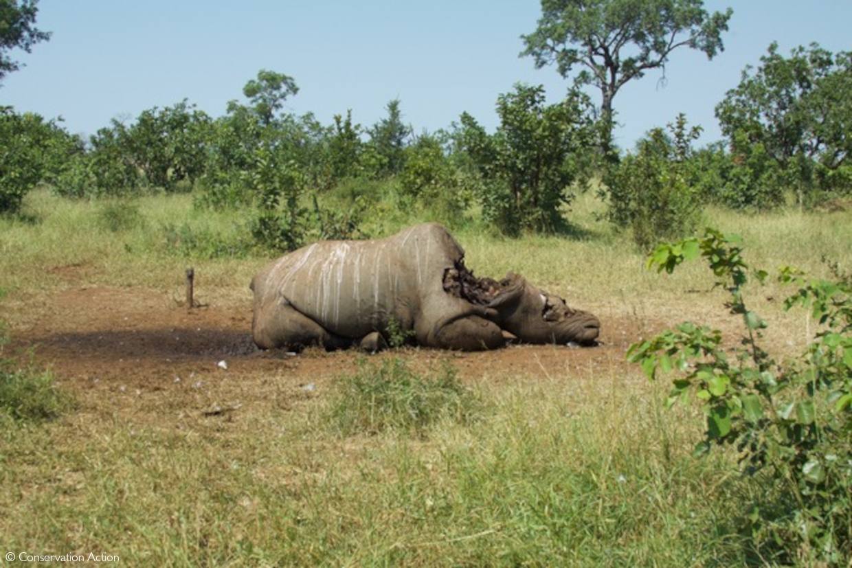 rhino poaching