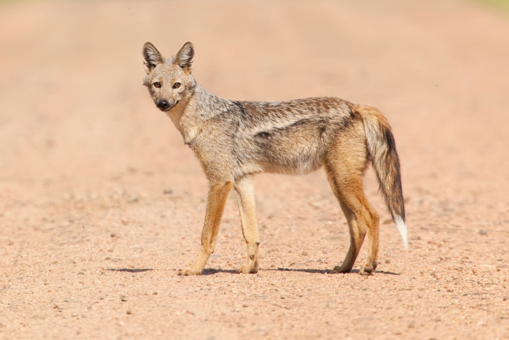 jackal