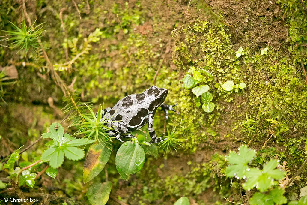 Nyungwe National Park