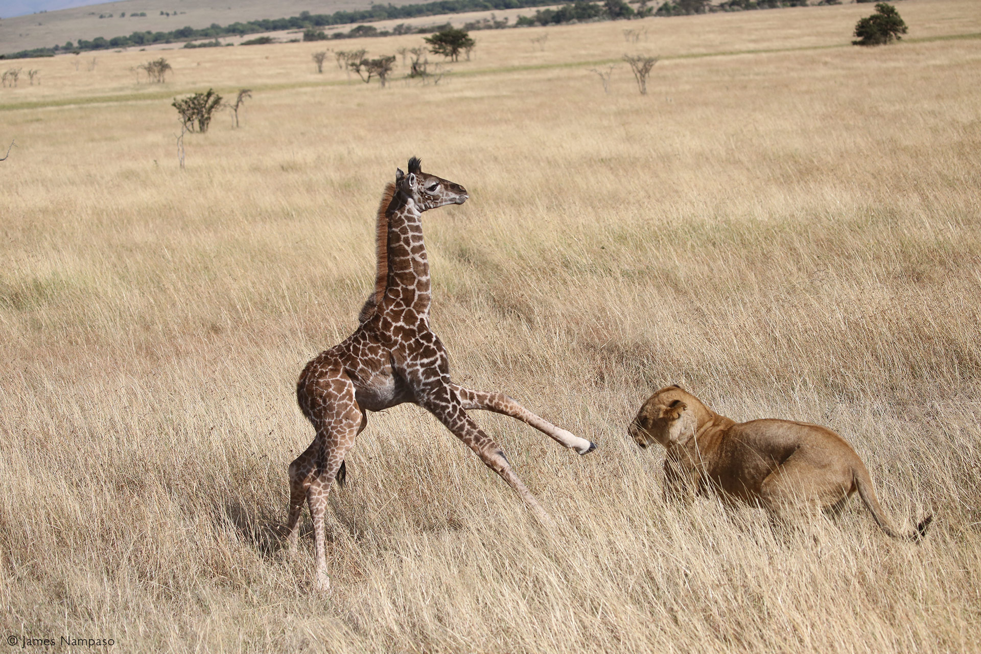 Lion Chasing Giraffe