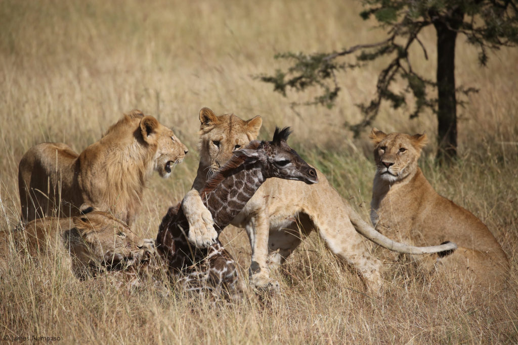 Giraffes vs lions - Africa Geographic