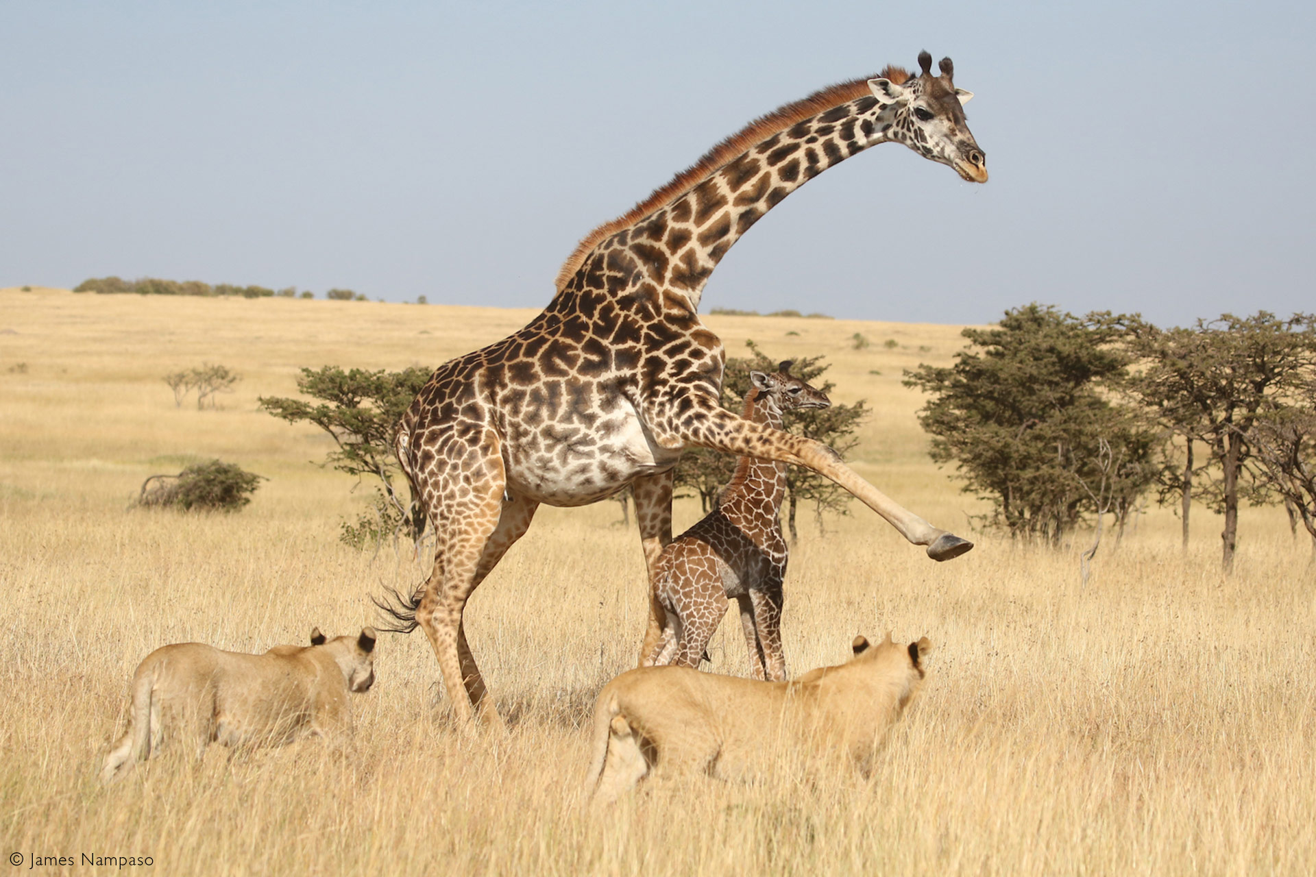 giraffes fighting lions