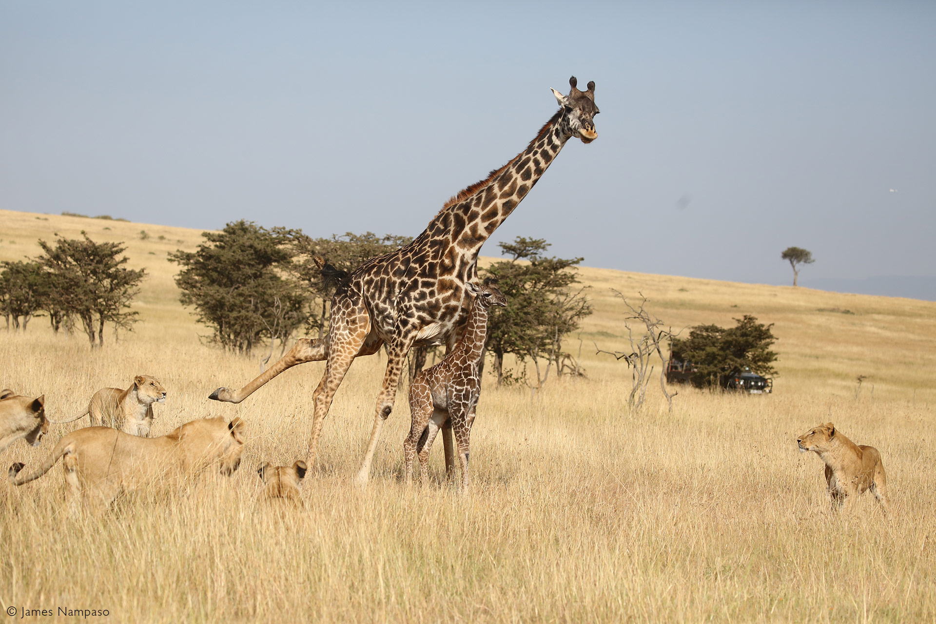 giraffes fighting lions