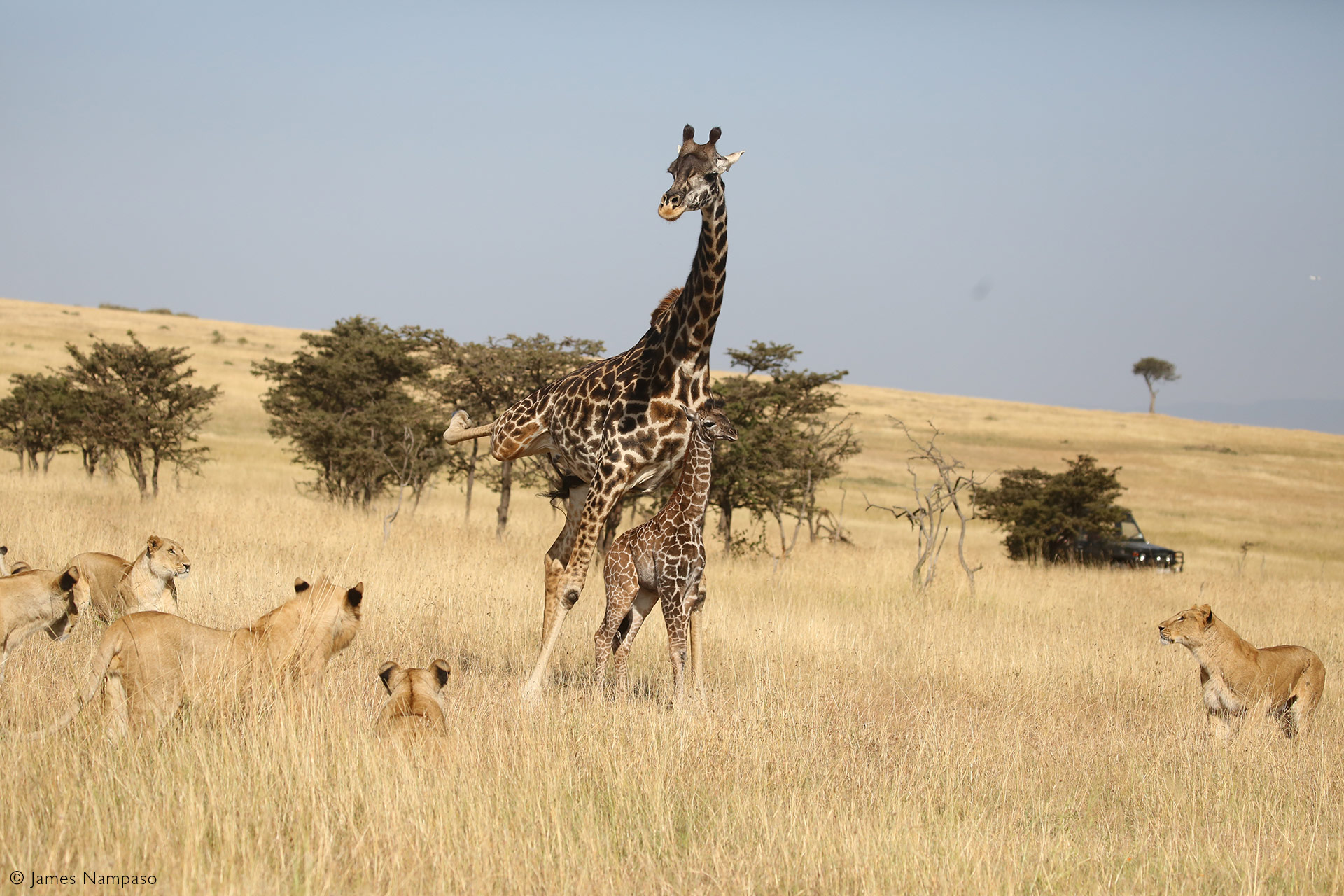 giraffe fight lion