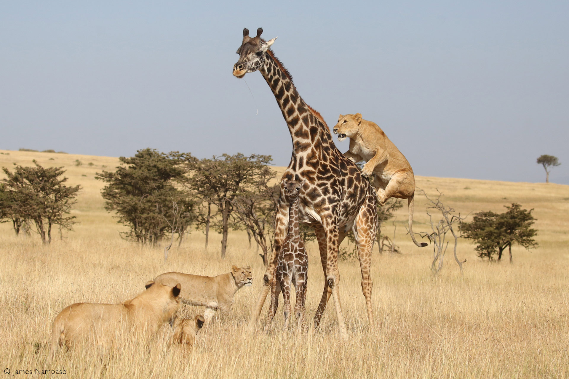 giraffes fighting lions