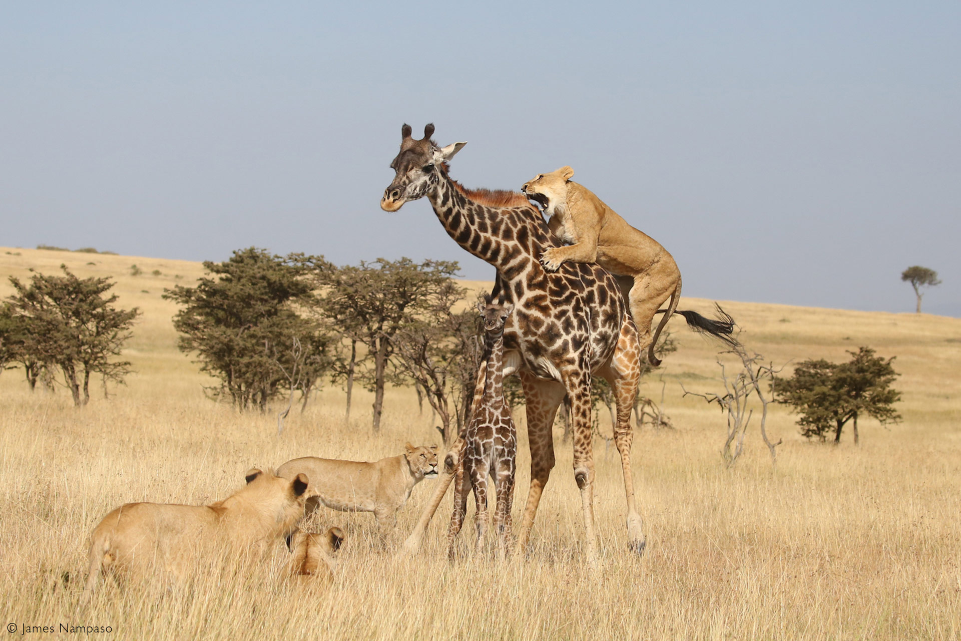 giraffe fight lion