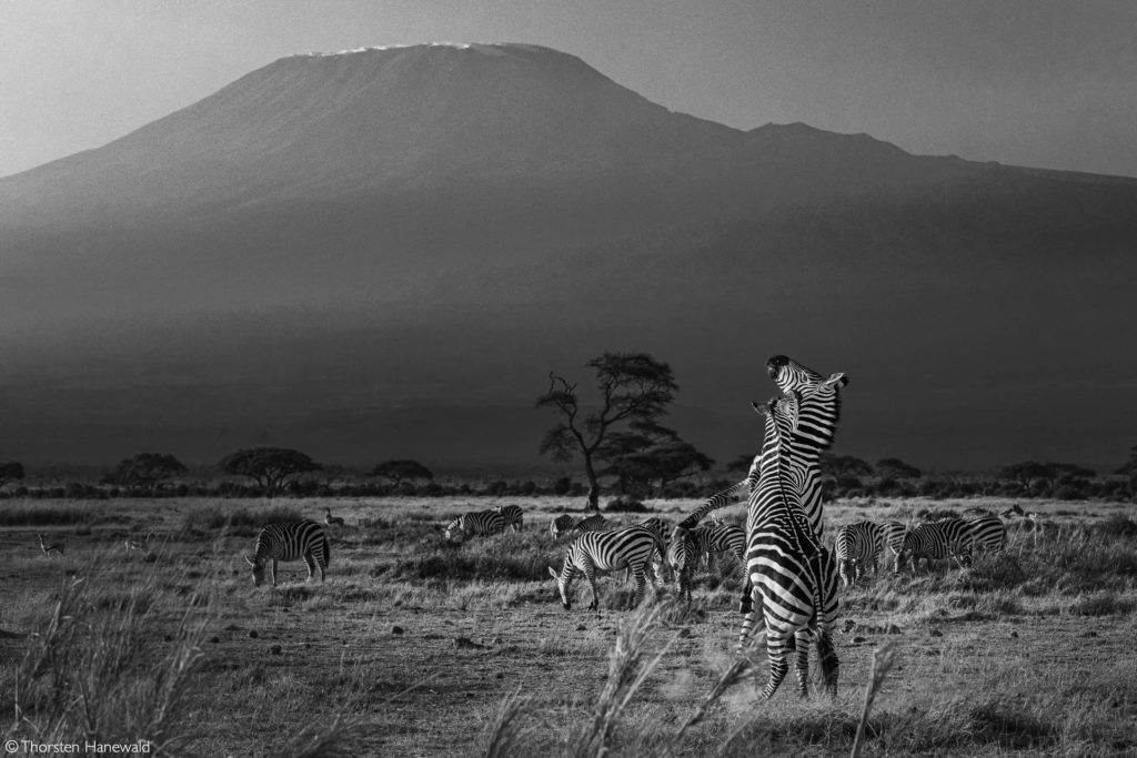 Amboseli National Park - Kenya - Africa Geographic