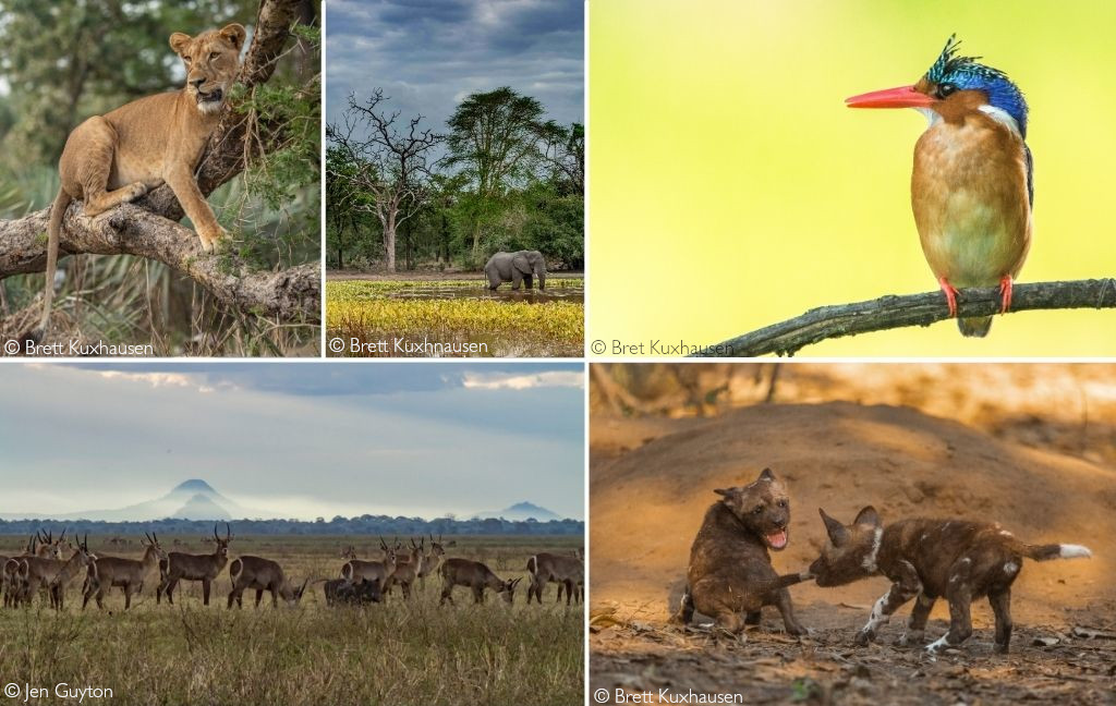 The restoration of Gorongosa National Park - Africa Geographic