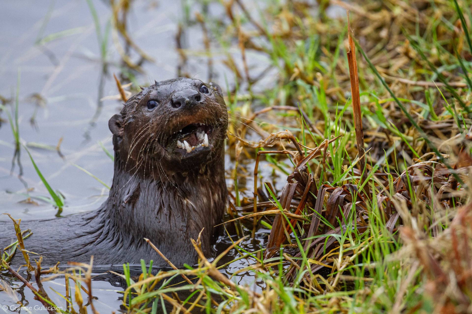 Otters of Africa