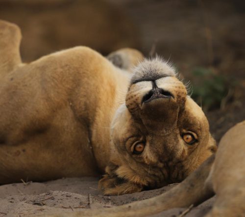 Chobe River lions face an uncertain future - Africa Geographic