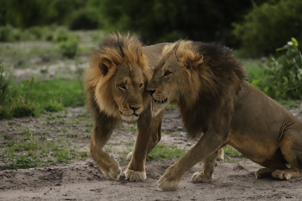 Chobe River lions