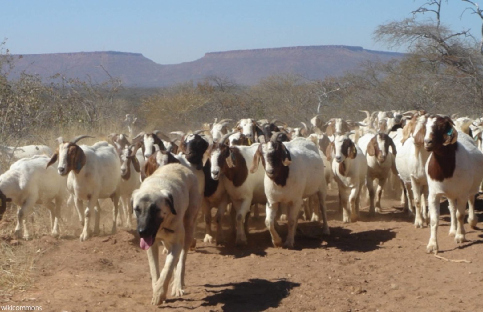 Kangal_Shepherd_(livestockguarding_dog)_and_flock_of_goats_in_Namibia