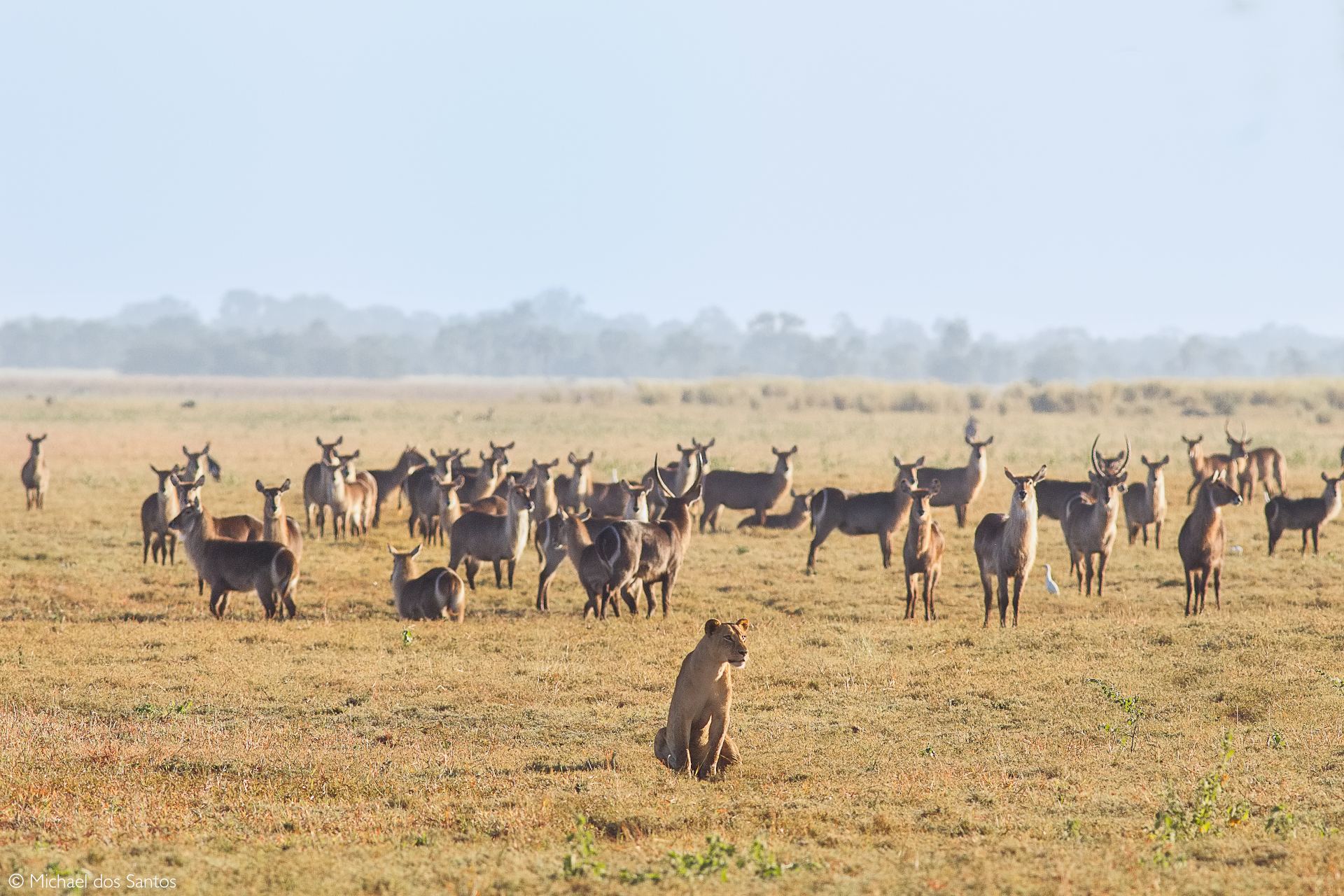 gorongosa