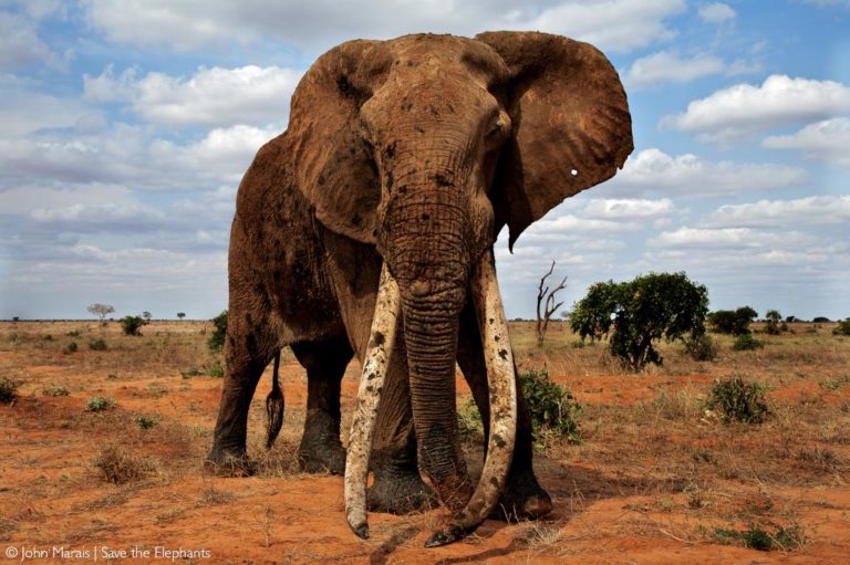 Elephant Range Is Just A Fraction Of Its Potential Africa Geographic