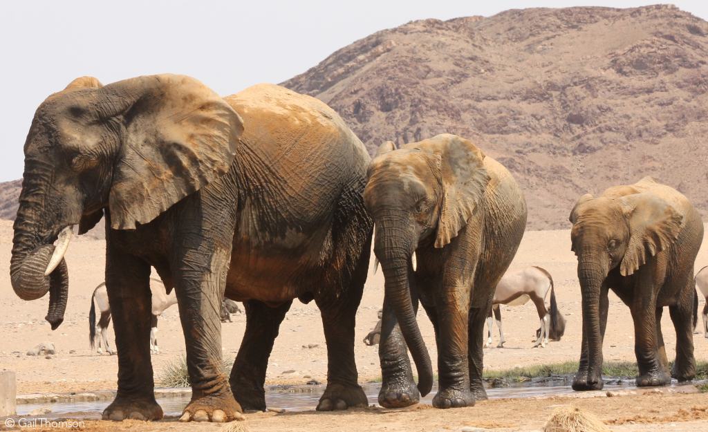 elephants are thriving in Namibia