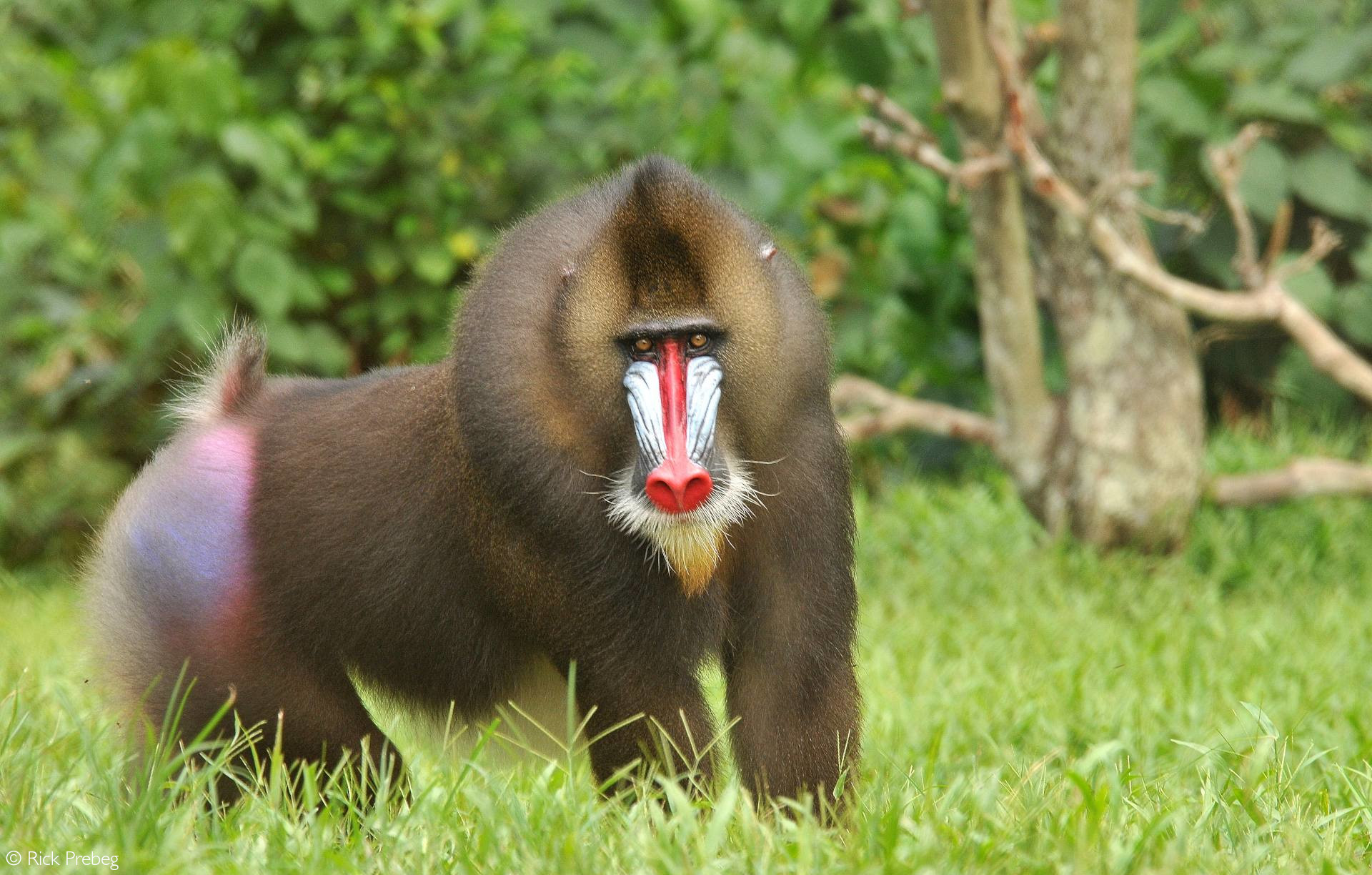 Mandrill - a colourful character - Africa Geographic