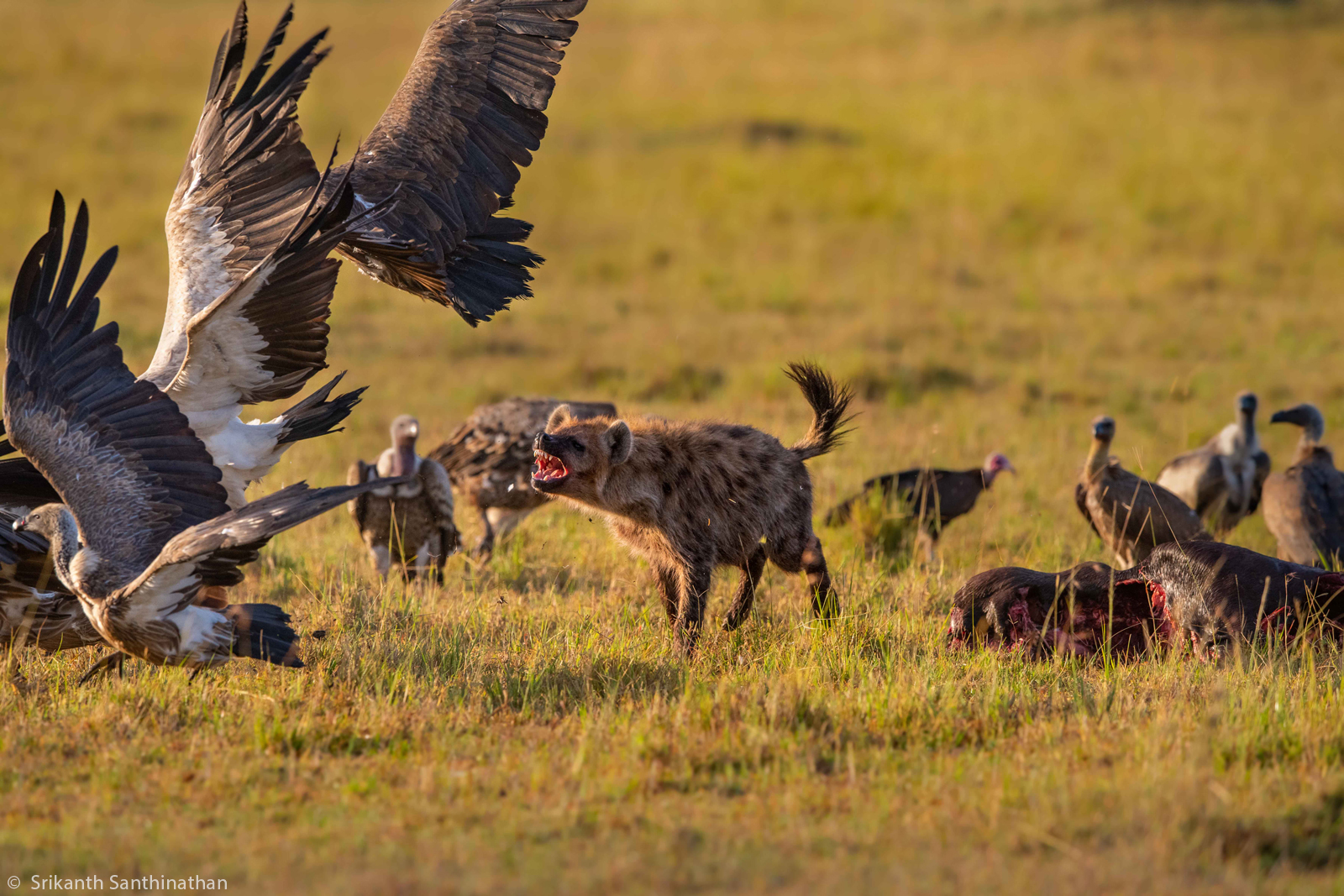 Srikanth Santhinathan Hyena vulture chase Maasai. Mara NR Kenya