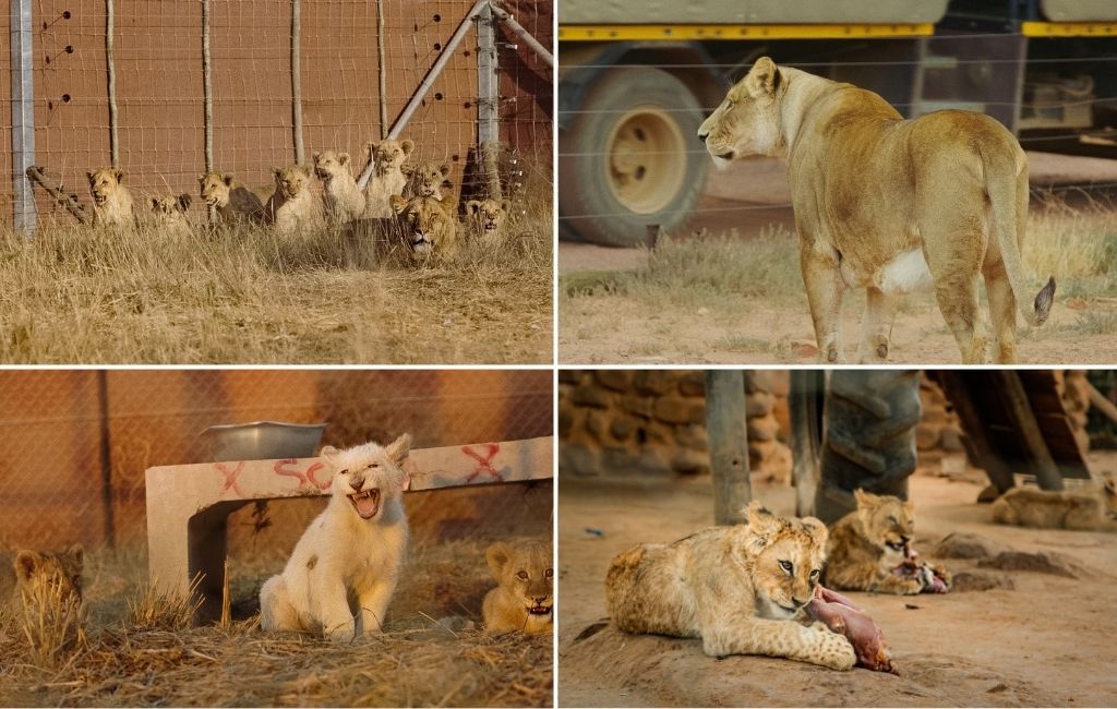 LIONS, BONES AND BULLETS: THE LION FARMING 'INDUSTRY' – PROTECT ALL WILDLIFE