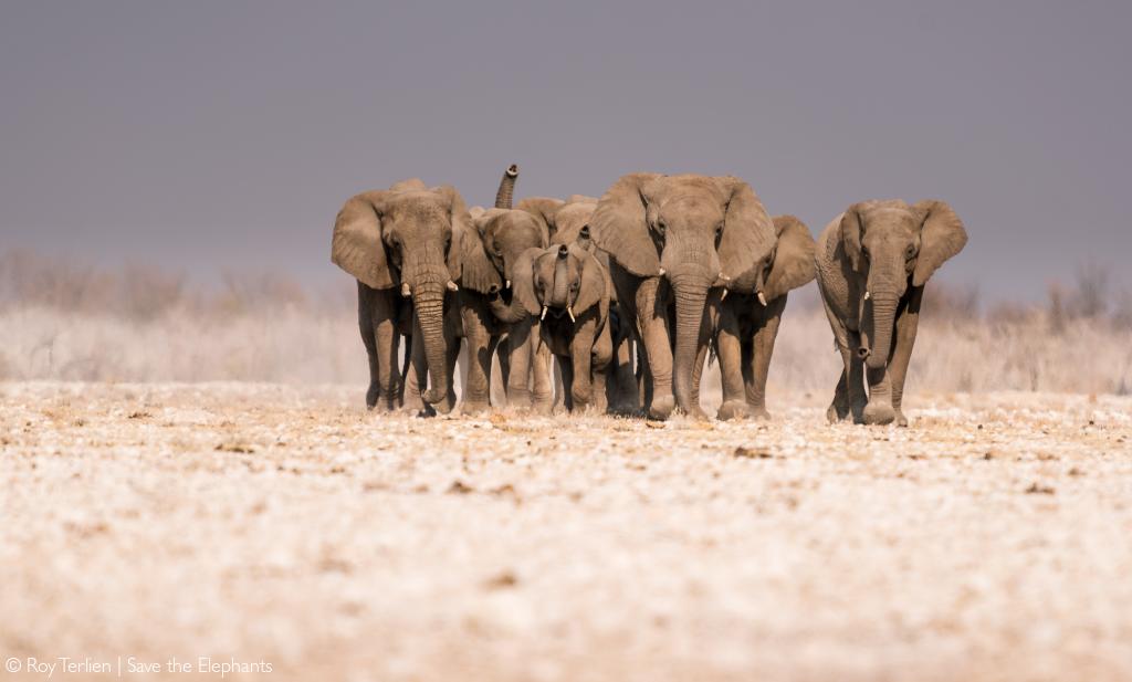 Elephant range