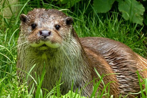 Otters of Africa - four adorable mustelids - Africa Geographic