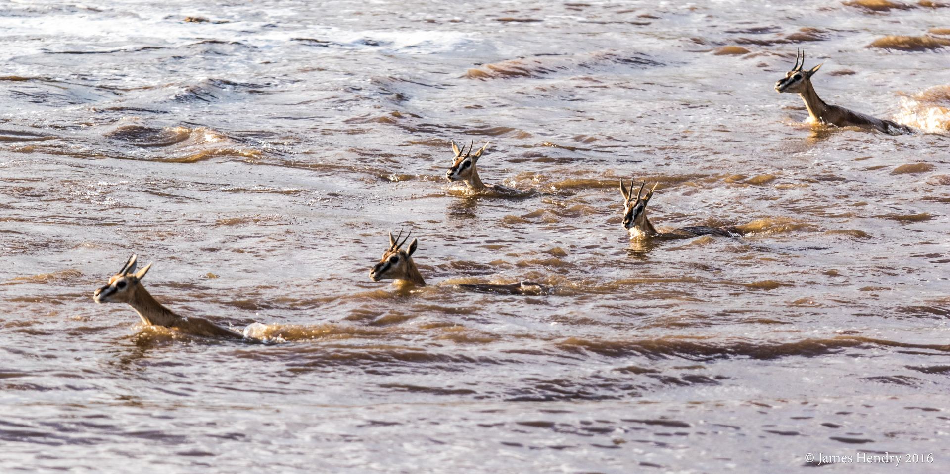 Thomson's gazelle