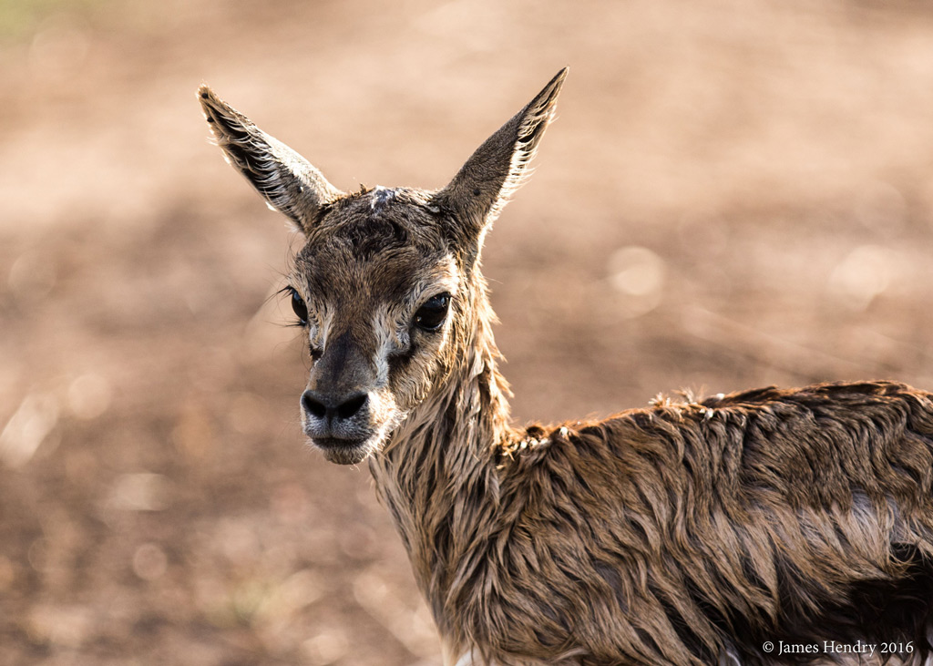 Thomson's gazelle