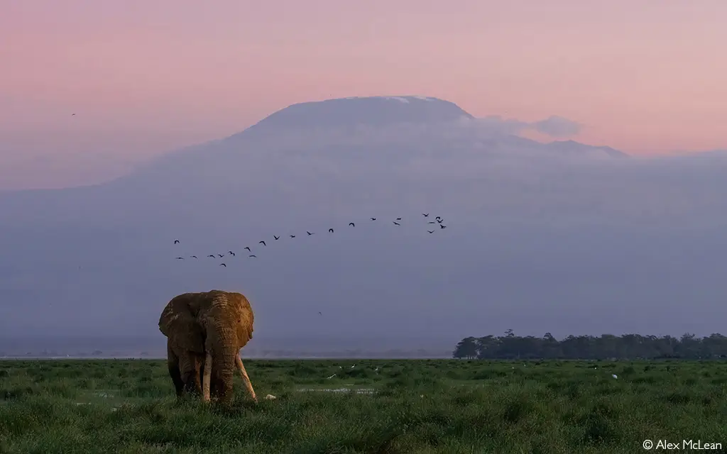 Amboseli National Park elephant
