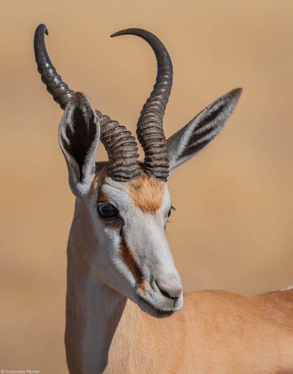 Thomson's gazelle