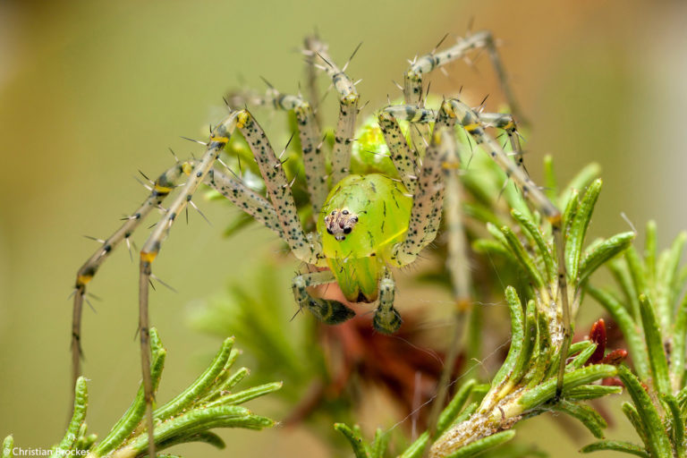 Christian-Brockes-Lynx-spider-oxyopidae-South-Africa - Africa Geographic