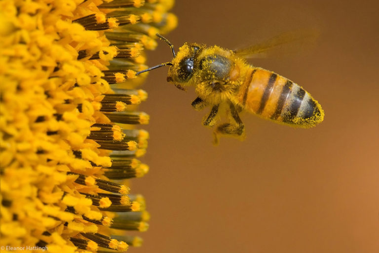 Eleanor Hattingh Honey Bee Covered In Pollen While Polinating A Sunflower Free State South