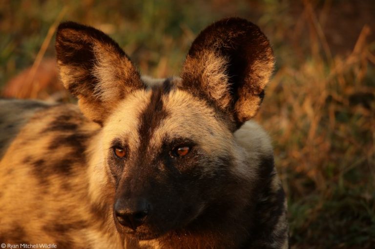 New pack of African painted dogs released - Africa Geographic