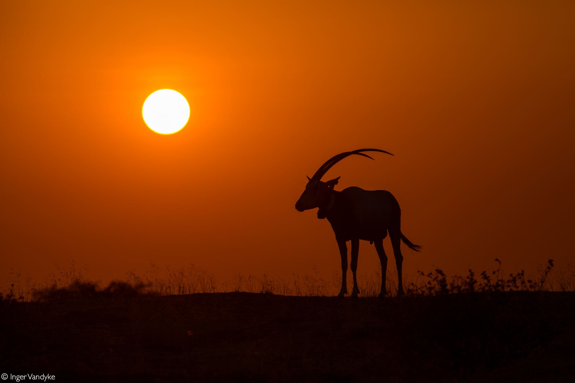 Oryx - four legendary spear-tipped antelope - Africa Geographic