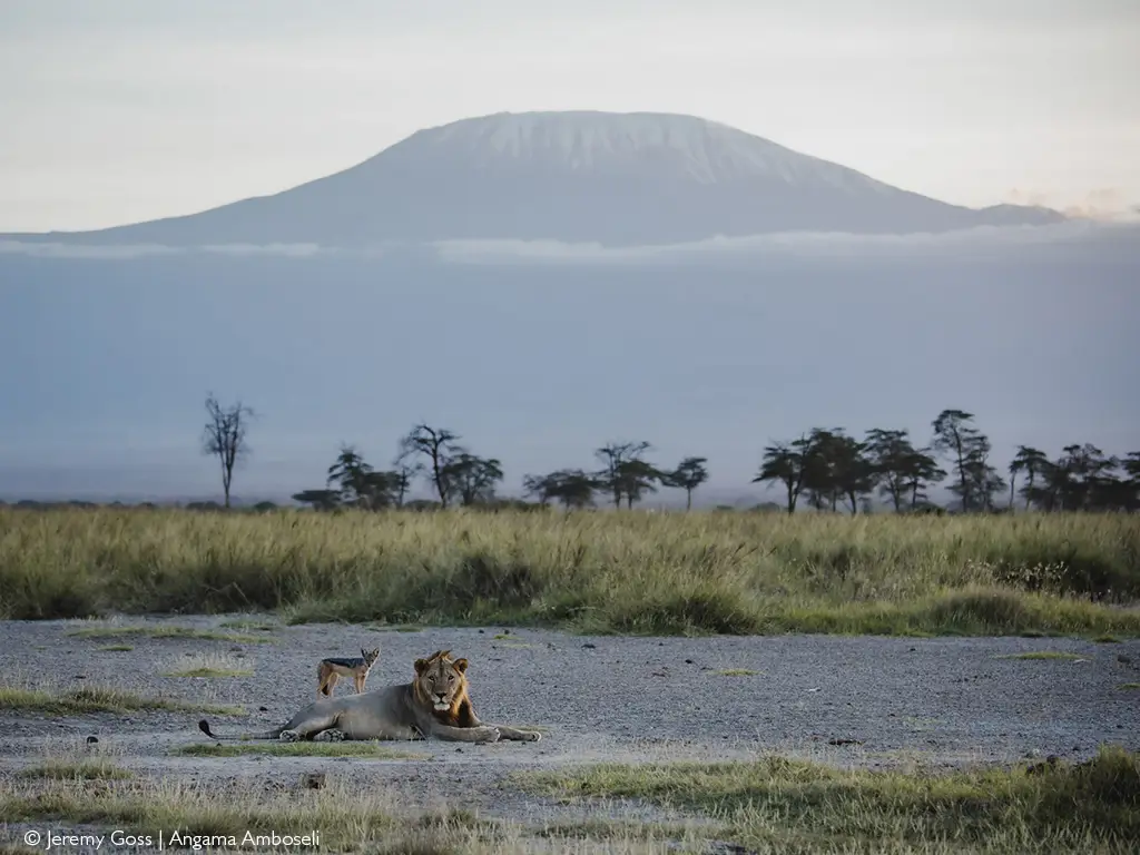 lions Kilimanjaro