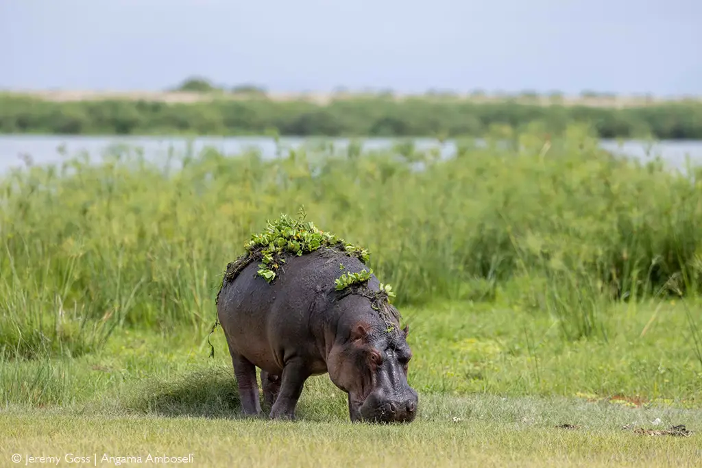 hippo