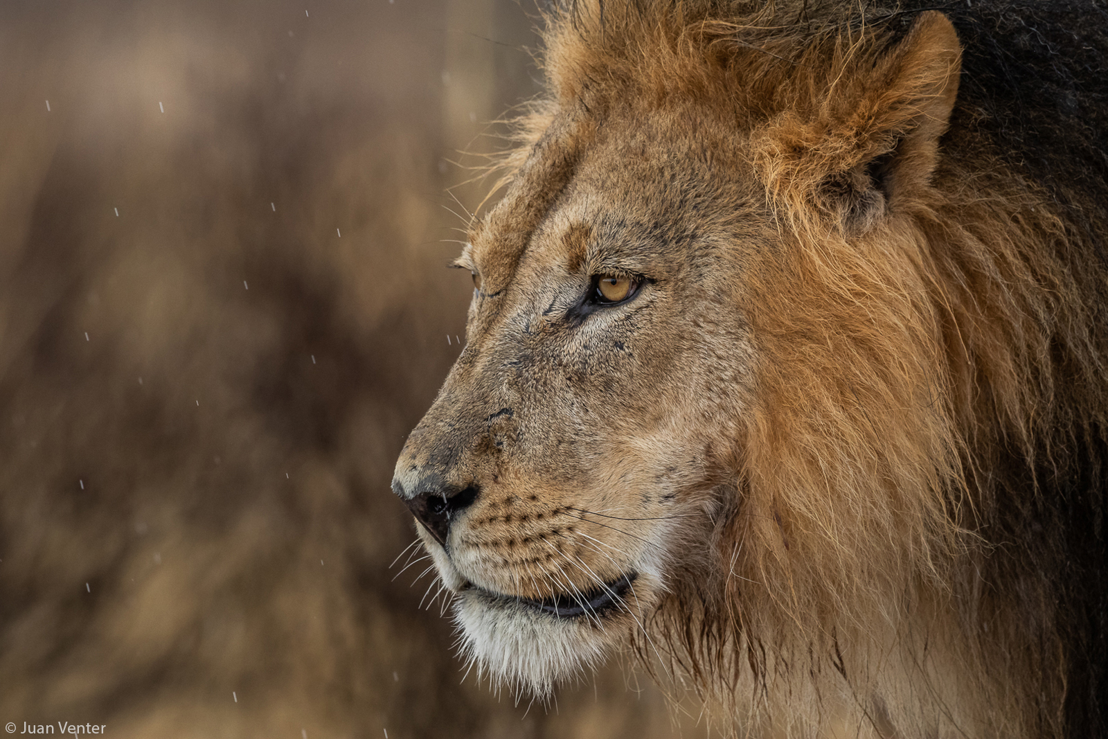 african lion safari in the rain