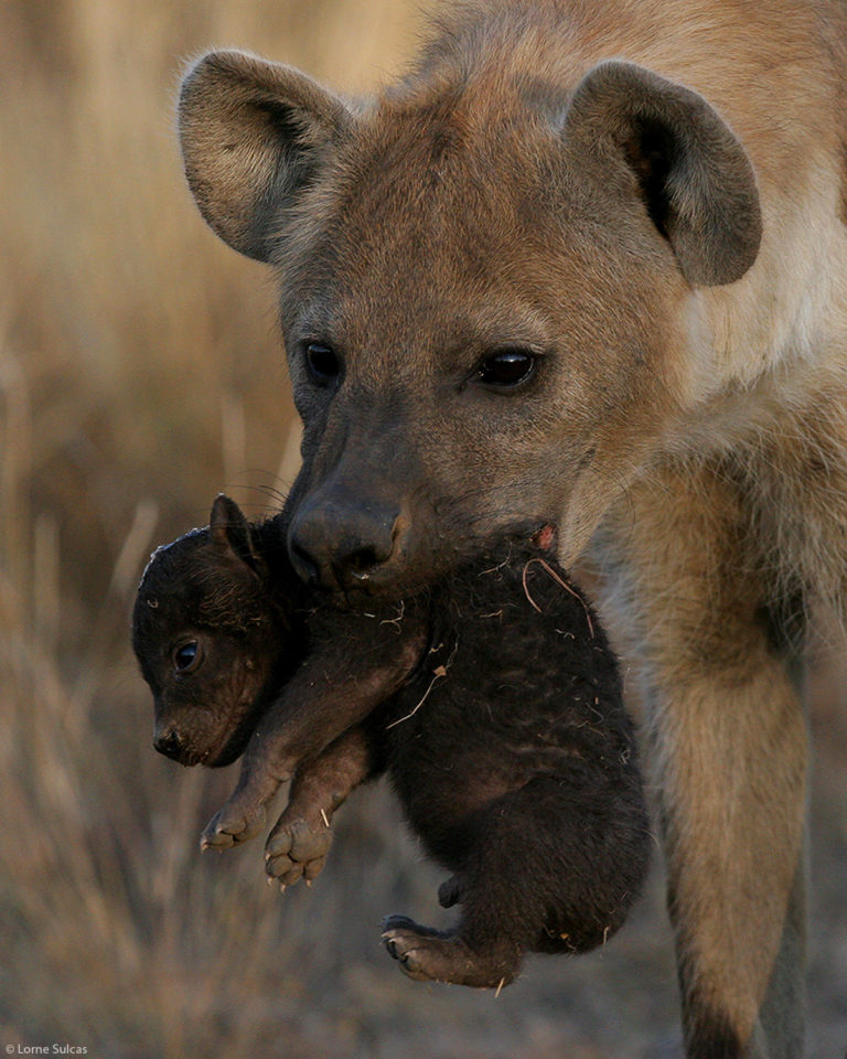 Photographer of the Year 2021 Weekly Selection: Week 20 - Africa Geographic