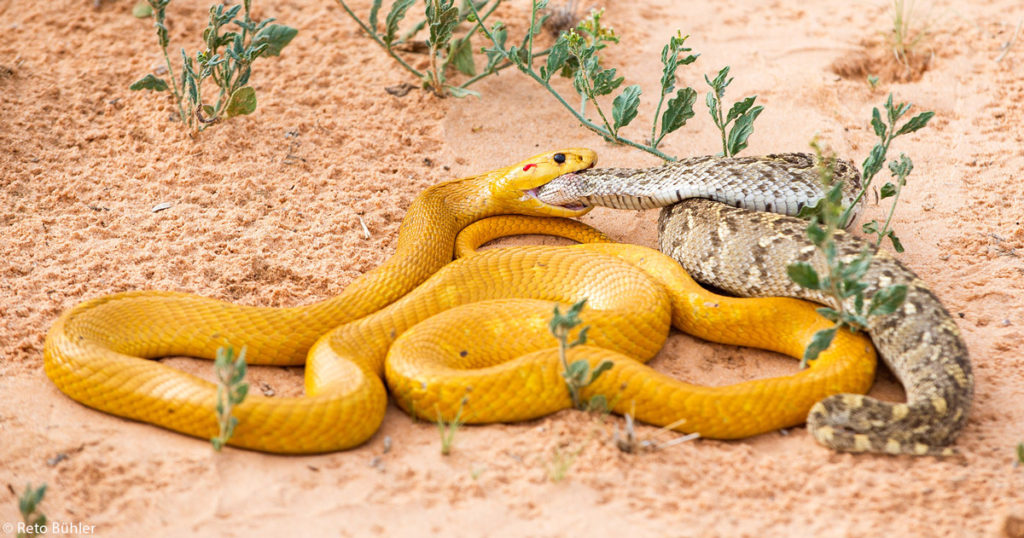 RetoBühlercapecobraeatspuffadderCentralKalahariGameReserve