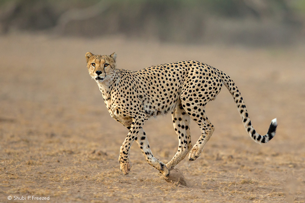Amboseli