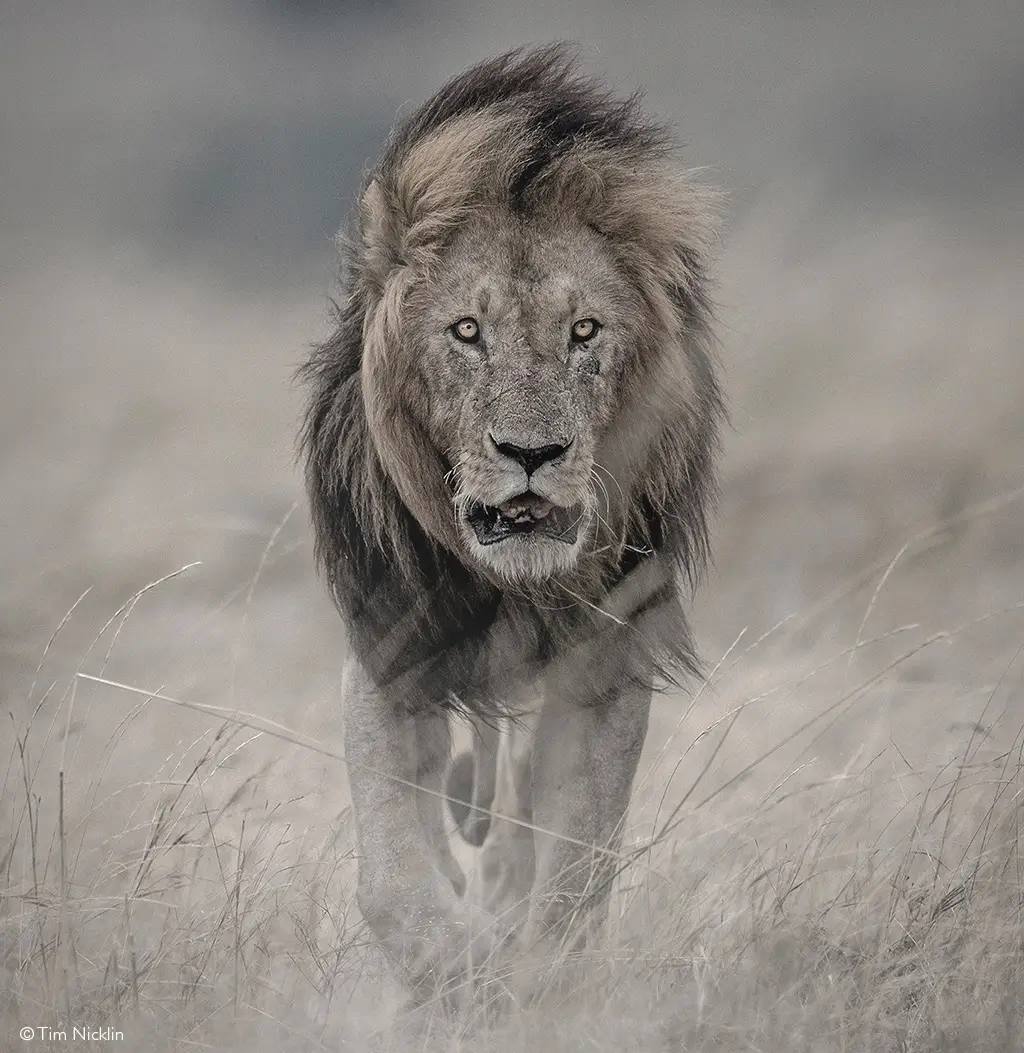 Amboseli National Park lion