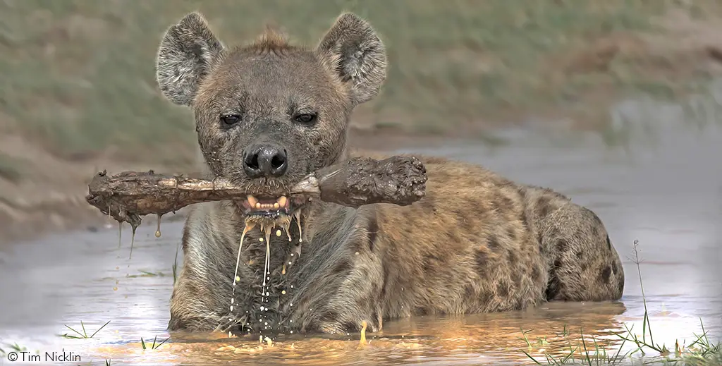 Amboseli National Park hyena