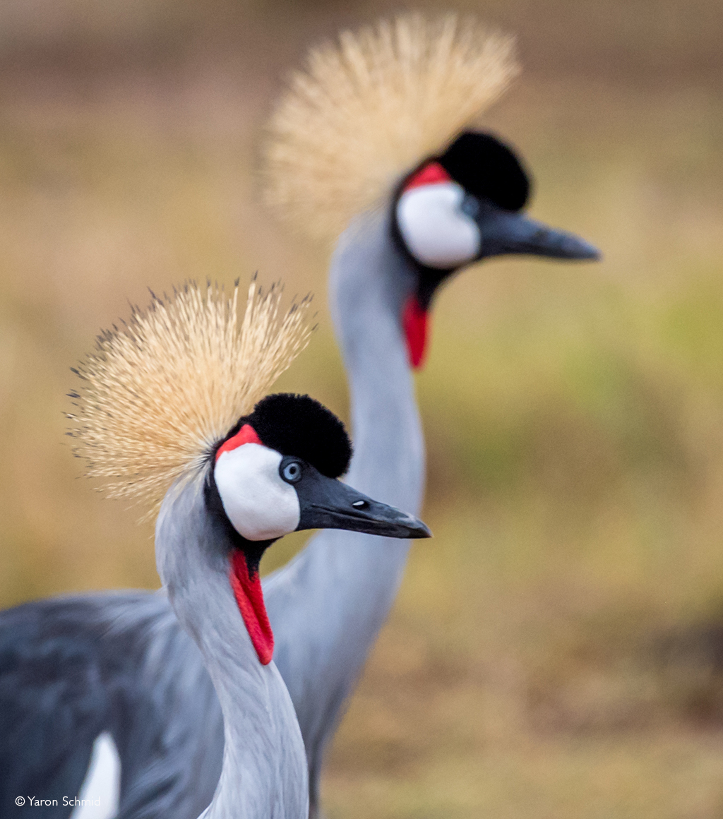 crowned cranes amboseli