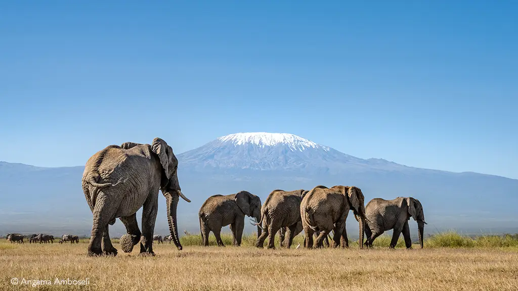 Amboseli National Park elephants amboseli