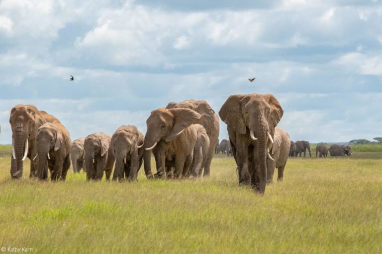 Community stops avocado farm in the Amboseli region - Africa Geographic