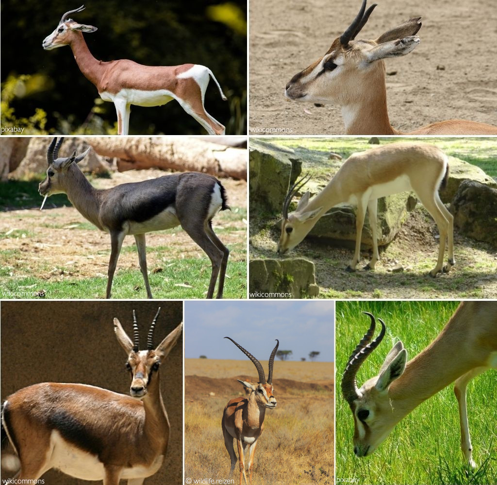 Thomson's gazelle