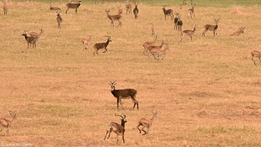 white-eared kob and tiang migration