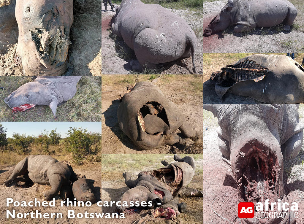 Rhino poaching