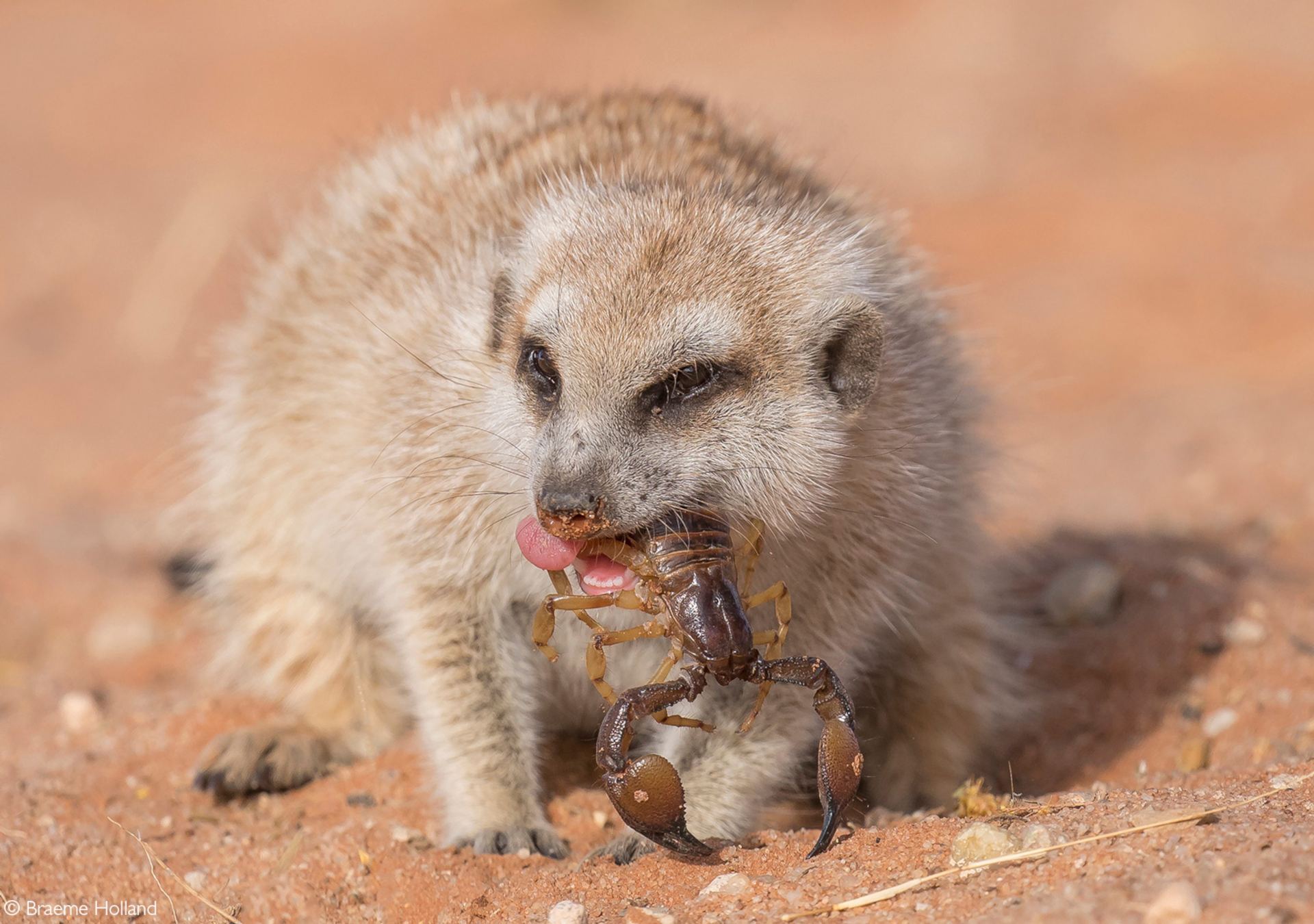 Meerkats Eating Scorpions