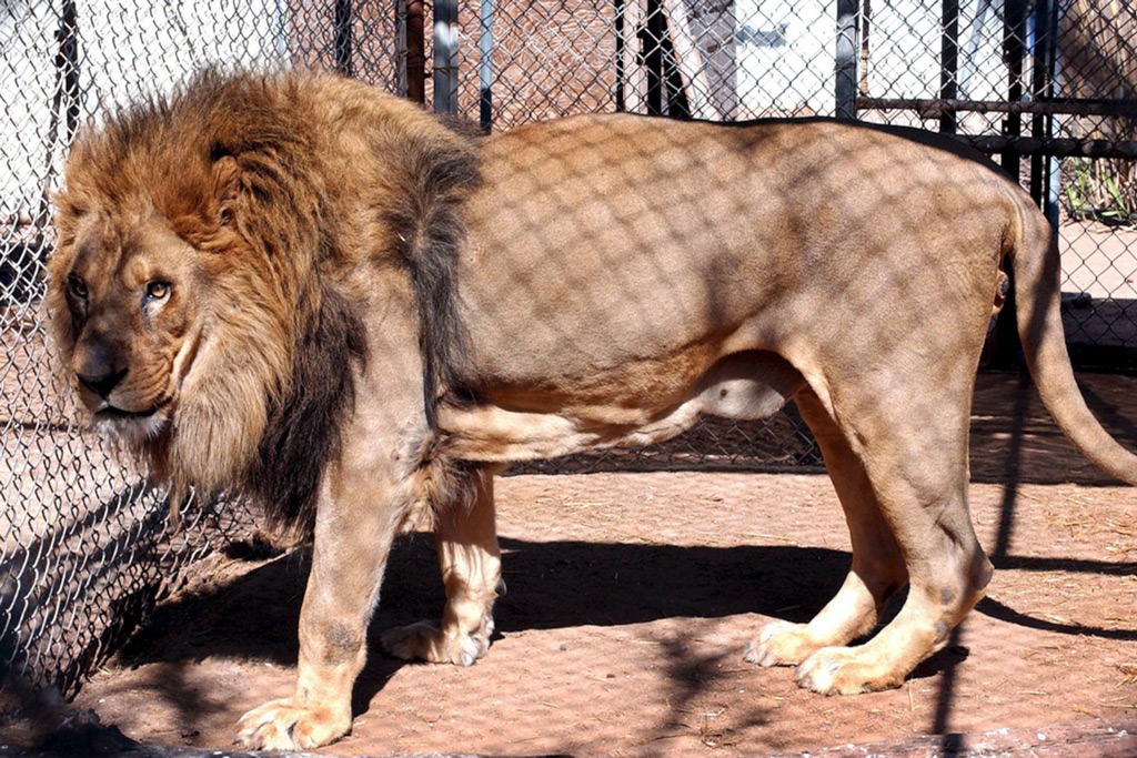 congolese spotted lion