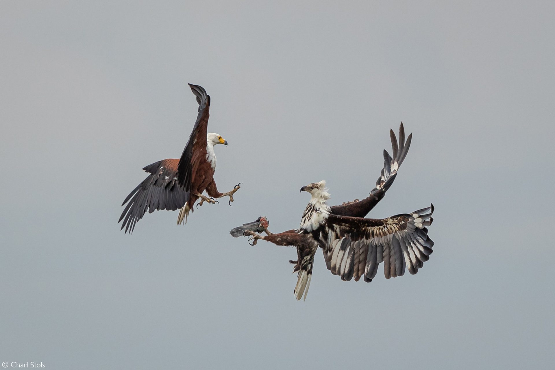 African eagles