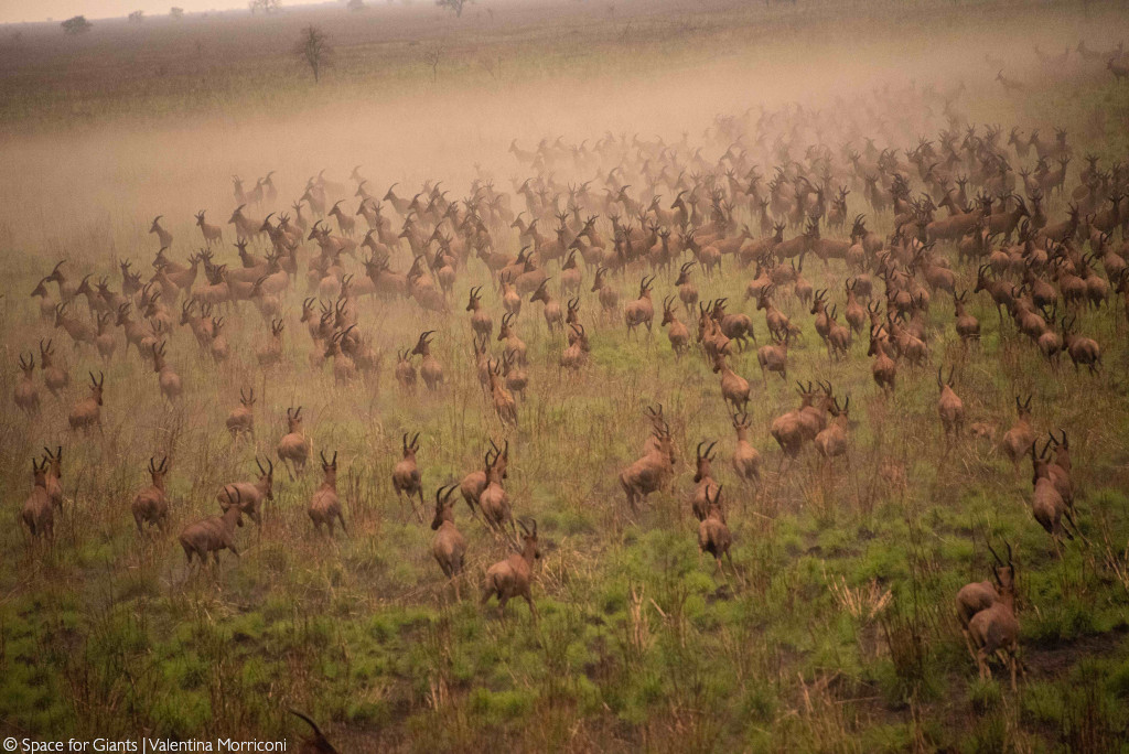 white-eared kob and tiang migration